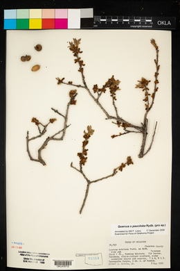 Quercus × pauciloba image