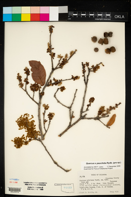 Quercus × pauciloba image