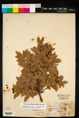 Quercus × pauciloba image
