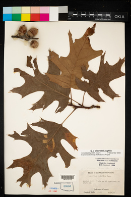 Quercus x discreta image
