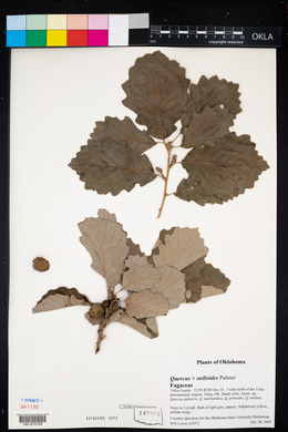 Quercus x stelloides image