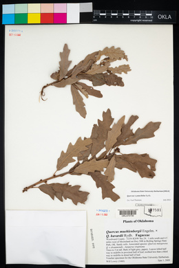 Quercus × pauciloba image