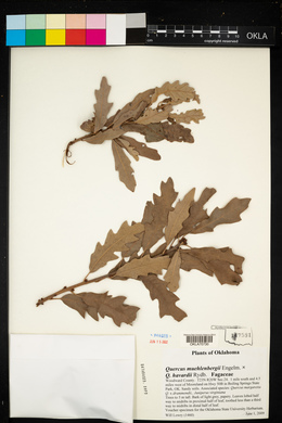 Quercus × pauciloba image