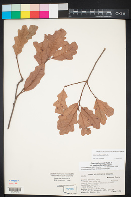 Quercus havardii image