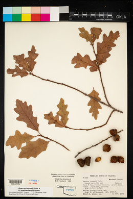 Quercus havardii image