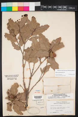 Quercus havardii image