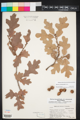 Quercus x drummondii image