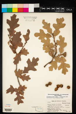 Quercus x drummondii image