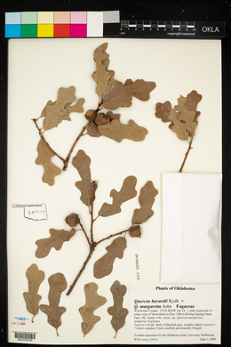 Quercus havardii image
