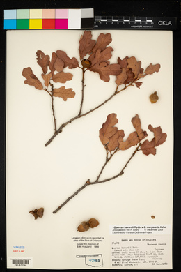 Quercus havardii image