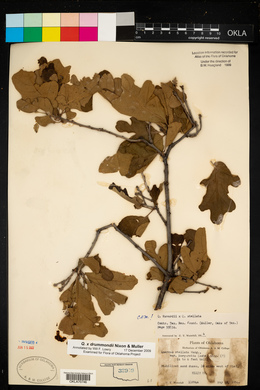 Quercus x drummondii image