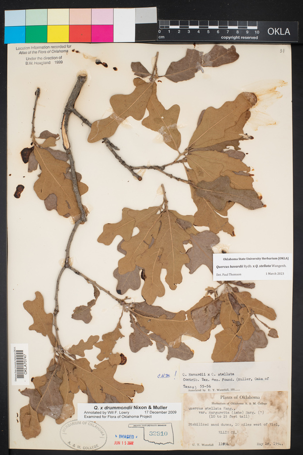 Quercus x drummondii image