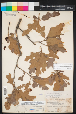 Quercus x drummondii image