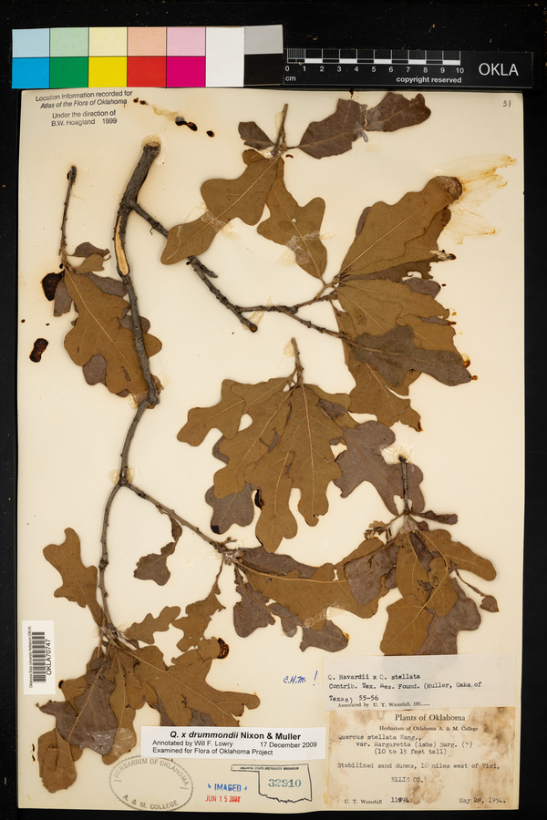 Quercus x drummondii image