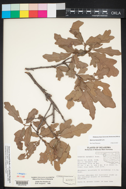 Quercus havardii image