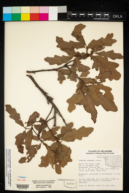 Quercus havardii image