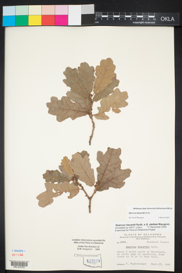 Quercus havardii image