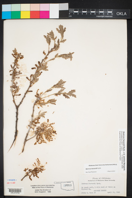 Quercus havardii image