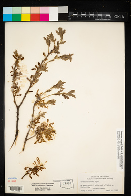 Quercus havardii image