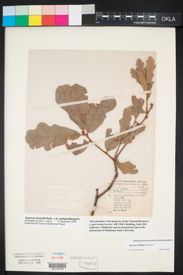 Quercus stellata image