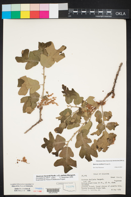 Quercus stellata image