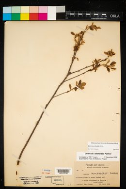 Quercus prinoides image