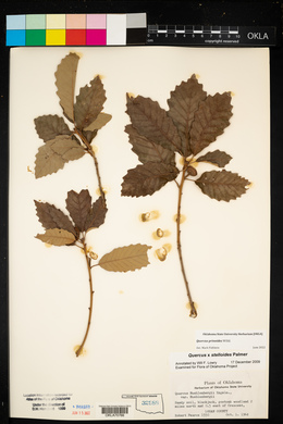 Quercus prinoides image