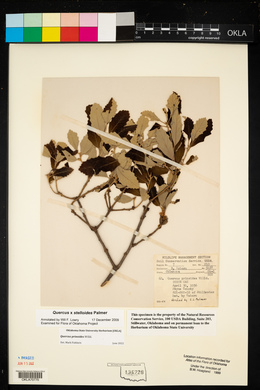 Quercus prinoides image
