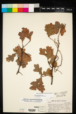 Quercus sinuata image