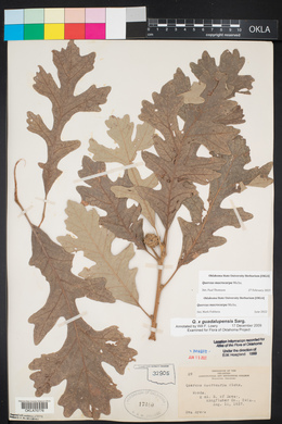 Quercus macrocarpa image