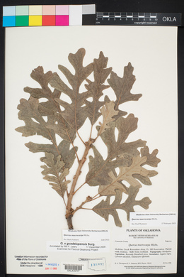 Quercus macrocarpa image