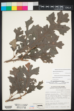 Quercus macrocarpa image