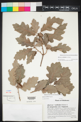 Quercus x stelloides image