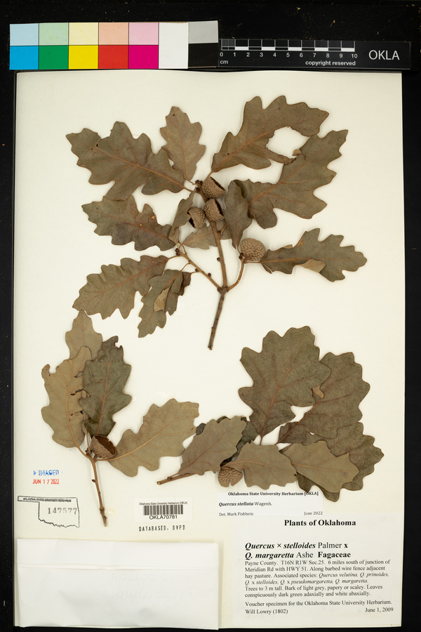 Quercus x stelloides image