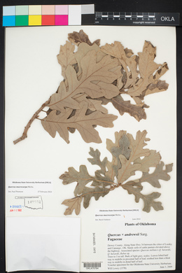 Quercus macrocarpa image
