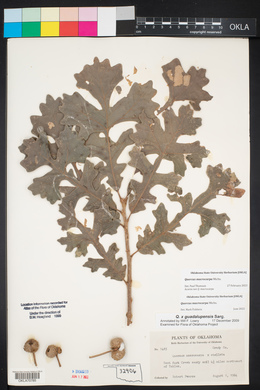 Quercus macrocarpa image
