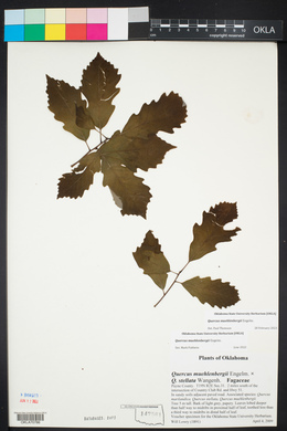 Quercus muehlenbergii image