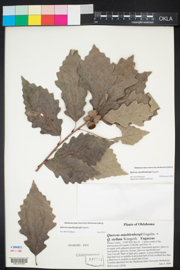 Quercus muehlenbergii image
