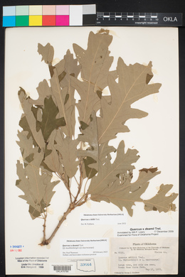 Quercus × deamii image