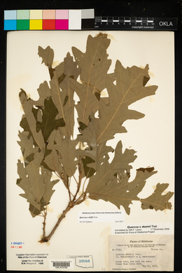 Quercus × deamii image