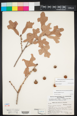 Quercus stellata image