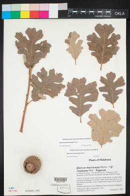 Quercus macrocarpa image