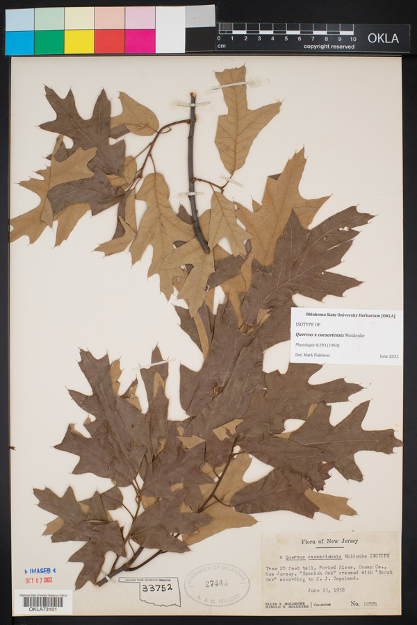 Quercus x caesariensis image