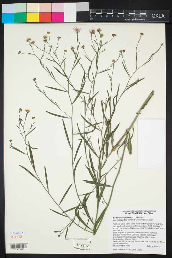 Boltonia asteroides var. recognita image