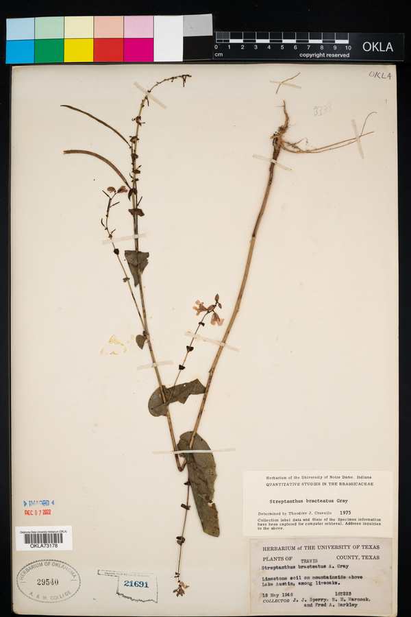 Streptanthus bracteatus image