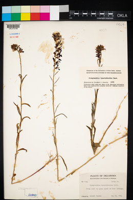 Streptanthus hyacinthoides image