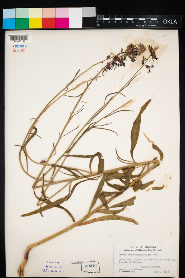 Streptanthus hyacinthoides image