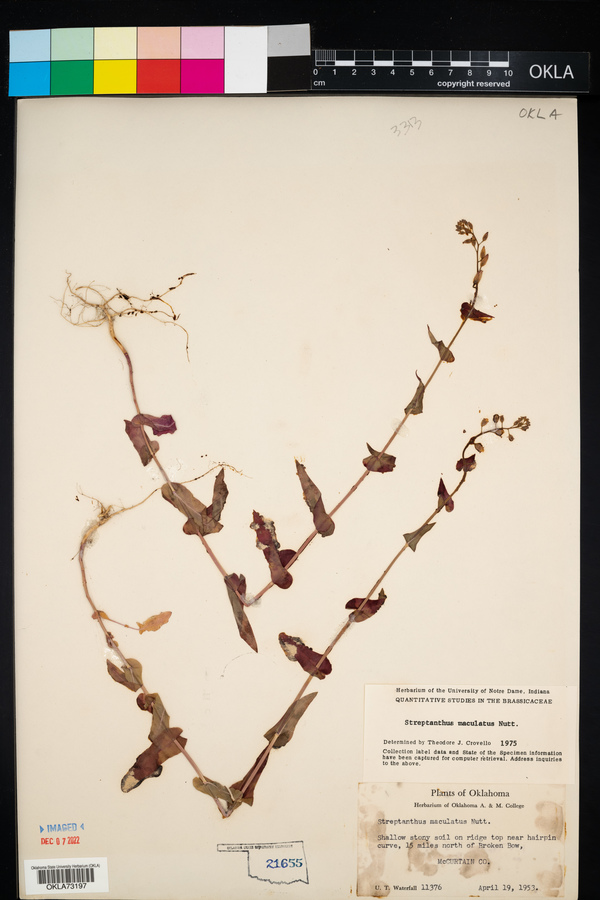 Streptanthus maculatus image