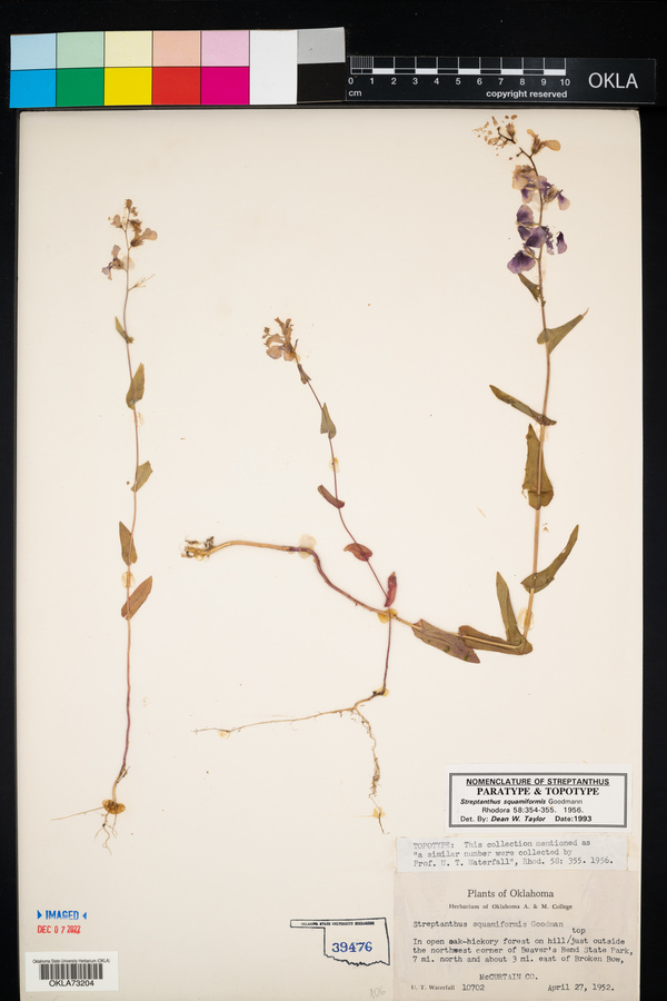 Streptanthus squamiformis image