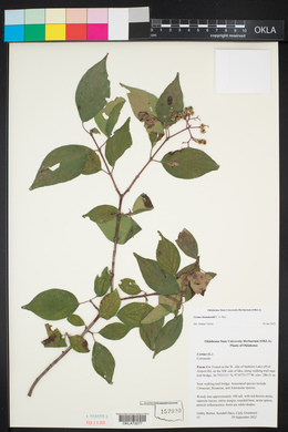 Cornus drummondii image